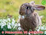 O primavara de poveste