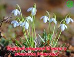 Vestitorii primaverii