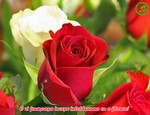 O zi frumoasa incepe intotdeauna cu o floare!