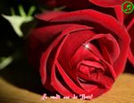 La multi ani de Florii!