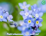 Pupici primavaratici