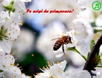 Pe aripi de primavara!